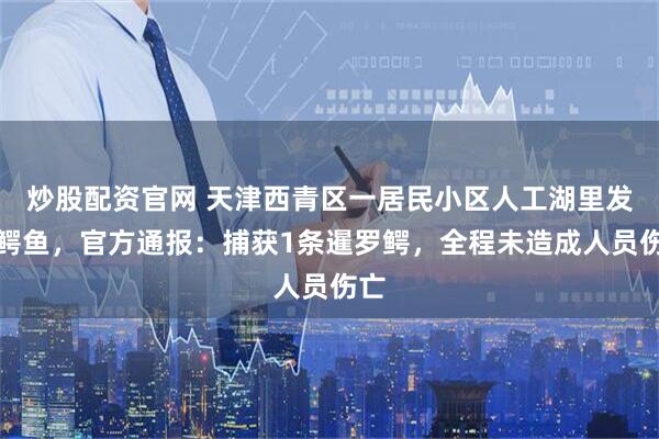 炒股配资官网 天津西青区一居民小区人工湖里发现鳄鱼,官方通报:捕获1条暹罗鳄,全程未造成人员伤亡